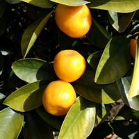 キンカンの画像