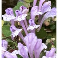 ペチュニア,たつなみそう,かわいい,青い花,美しく咲くの画像