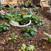 ムスカリ,ミニバラ,ビオラ,ネモフィラ ペニーブラック,ラナンキュラス　ラックスの画像