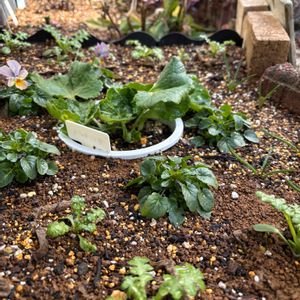 ムスカリ,ミニバラ,ビオラ,ネモフィラ ペニーブラック,ラナンキュラス　ラックスの画像