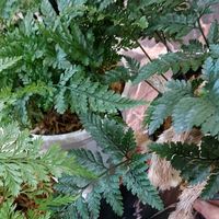 トキワシノブ,トキワシノブ,トキワシノブ,トキワシノブ,シノブの画像