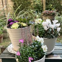 シクラメン,ビオラ,カルーナ,香りナデシコ,ハボタン（葉牡丹）の画像