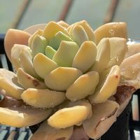 アロマティカス,アロマティカス,シルバーグラス,シルバーグラス,ホワイトゴーストの画像