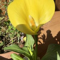 カラー,鉢植え,元気！,黄色の花,室内管理の画像