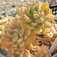 マッコス,マッコス,大和錦,大和錦, ブロンズ姫の画像