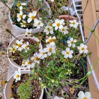 ウインターコスモスの画像