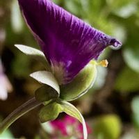 ガザニア,ビオラ,ダークベルクデージー,サニーレタス,つぼみの画像