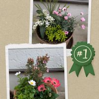 スイセン,ノースポール,ハーデンベルギア,ゴールデンクラッカー,ギョリュウバイの画像