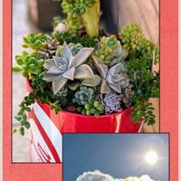 多肉植物,多肉寄せ植え,可愛い,元気！,もりもり多肉の画像