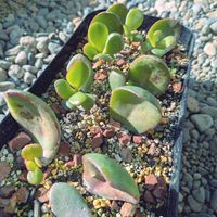 金のなる木,葉挿しの画像