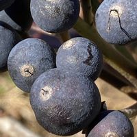 シャリンバイ,シャリンバイ,花壇,ガーデニング,庭木の画像