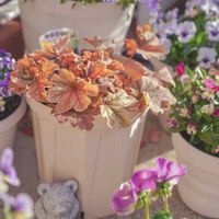 ヒューケラ,ヒューケラ トパーズジャズ,ハルディン,PRの画像