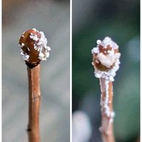 ガザニア,ドウダンツツジ,ロウバイ,花のある暮らし,ご近所さんの画像