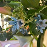 ブルースターの画像