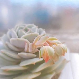 多肉植物,エケベリア属,胴切り多肉,多肉植物のある暮らし,多肉の花芽の画像