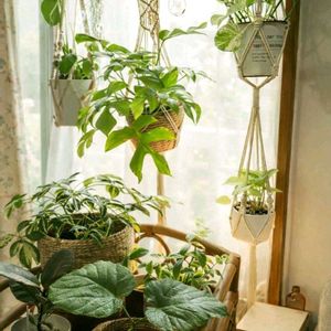 シンゴニウム,モンステラ,ダイギンリュウ,姫モンステラ,ポトスマーブルクイーンの画像