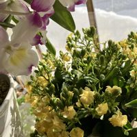 カランコエ,カランコエ,カランコエ,カブ,カブの画像