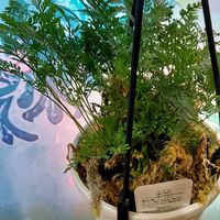 トキワシノブ,シノブ,ダバリア ラビットフットの画像