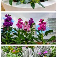 ストック,スキミア,スキミア,クリソセファラム,セネシオ　マンドラリスカエの画像