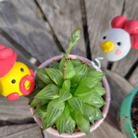 リトルミッシー,ハオルチア レツーサ,ぼん・リトルミッシー,ぼん・レツーサ,多肉植物の画像