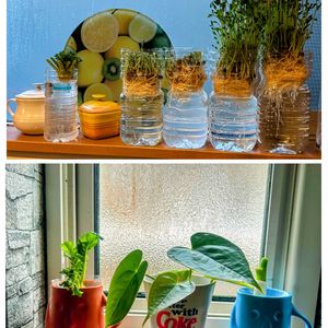 自家栽培の野菜達,花ブローチ倶楽部,東北人花の会,２０２０年５月同期の画像