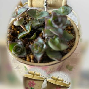 星の王子,ダイソー産,多肉好きな人と繋がりたい,横浜タニラー,バラと夢CLUBの画像