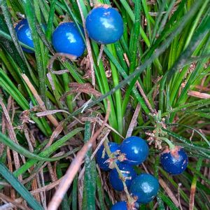 ジャノヒゲ,雑草,山野草,野草,山草の画像