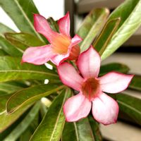 アデニウムの画像