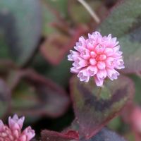 ヒメツルソバ,壁際に這う,庭の画像