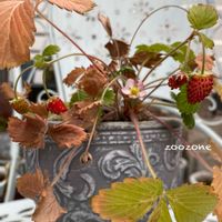 ワイルドストロベリー,植物のある暮らし,季節外れ,実が赤くなってきた！,植物の生命力の画像