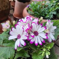 サイネリア,ブラキカム,オステオスペルマム　ガトーショコラの画像