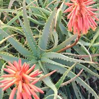 キダチアロエの画像