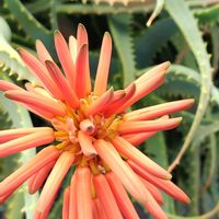 キダチアロエの画像