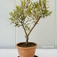 オリーブ,雪除け,植物のある暮らし,冬越し,植物の生命力の画像