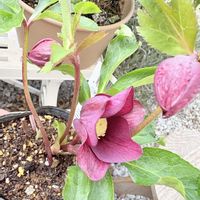 クレマチス,デージー,つなぐ、つながる,小さな庭の画像