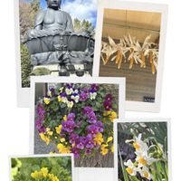 パンジー・ビオラ,菜の花,とうもろこし,日本水仙,散歩道の花の画像