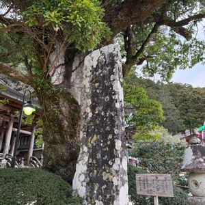 タブノキ,GSに感謝。,スマホで撮影,GSの繋がりに感謝♡,御神域の画像