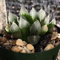 乙女心,乙女心,ハオルチア,クリスマスイブ,クリスマスイブの画像