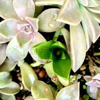 ヒヤシンス,朧月,花のある暮らし,緑のある暮らし,iPhone撮影の画像