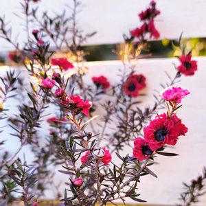 成長が楽しみ,ひとめぼれ♡,お花好き,すてき…♡,今日のお花の画像