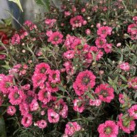 ギョリュウバイ,初詣,GSのみなさんに感謝♡,大寒波,植栽の画像