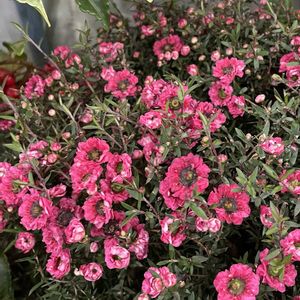 ギョリュウバイ,初詣,GSのみなさんに感謝♡,大寒波,植栽の画像