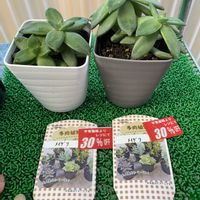 銘月,多肉植物,多肉大好き,多肉植物のある暮らし,銘月(めいげつ)の画像