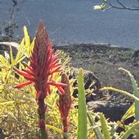 キダチアロエの画像