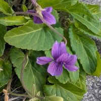 スミレ,スミレ,スミレ,紅梅,紅梅(こうばい)の画像