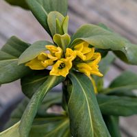 ネモフィラ,黄色ジンチョウゲ、ナツボウズ,お買い得ユリの球根,キウイ、ジュレってしまいました,植えました、ユリの球根の画像