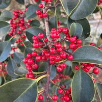 クロガネモチの画像