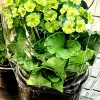 プリムラオブコニカ,買い物の途中,ゆめタウン花売場の画像