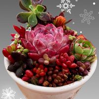 多肉植物 寄せ植え,多肉植物いろいろ,多肉のある暮らし,ちまちま寄せ,富山支部の画像