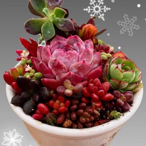 多肉植物 寄せ植え,多肉植物いろいろ,多肉のある暮らし,ちまちま寄せ,富山支部の画像